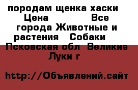 породам щенка хаски › Цена ­ 10 000 - Все города Животные и растения » Собаки   . Псковская обл.,Великие Луки г.